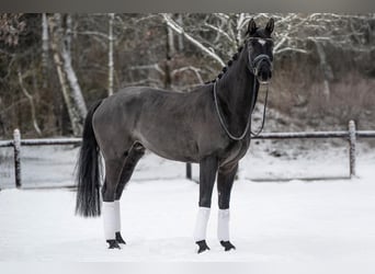 Hannoveraner, Wallach, 5 Jahre, 168 cm, Rappe