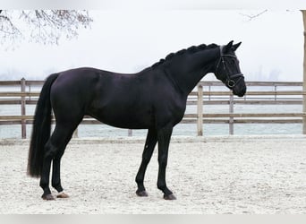 Hannoveraner, Wallach, 5 Jahre, 168 cm, Rappe