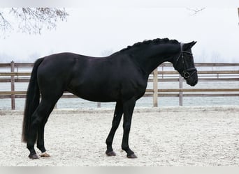 Hannoveraner, Wallach, 5 Jahre, 168 cm, Rappe