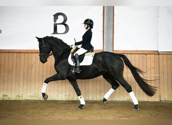 Hannoveraner, Wallach, 5 Jahre, 168 cm, Rappe