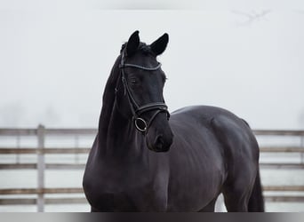 Hannoveraner, Wallach, 5 Jahre, 168 cm, Rappe