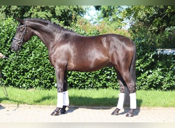 Hannoveraner, Wallach, 5 Jahre, 168 cm, Rappe