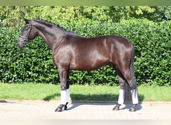 Hannoveraner, Wallach, 5 Jahre, 168 cm, Rappe