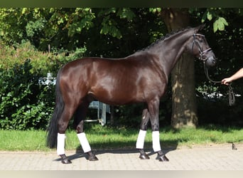 Hannoveraner, Wallach, 5 Jahre, 168 cm, Rappe