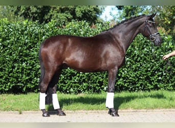 Hannoveraner, Wallach, 5 Jahre, 168 cm, Rappe