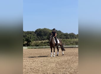 Hannoveraner, Wallach, 5 Jahre, 168 cm, Rappe