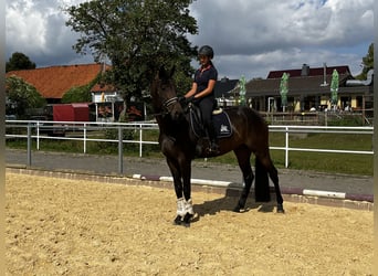 Hannoveraner, Wallach, 5 Jahre, 168 cm, Rappschimmel