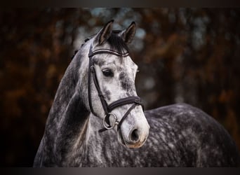 Hannoveraner, Wallach, 5 Jahre, 168 cm, Schimmel