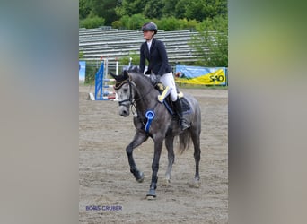 Hannoveraner, Wallach, 5 Jahre, 168 cm, Schimmel