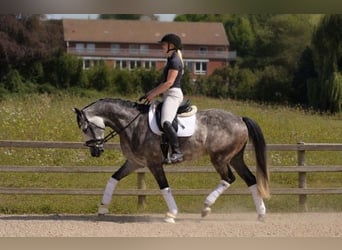Hannoveraner, Wallach, 5 Jahre, 168 cm, Schimmel