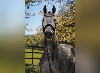 Hannoveraner, Wallach, 5 Jahre, 168 cm, Schimmel