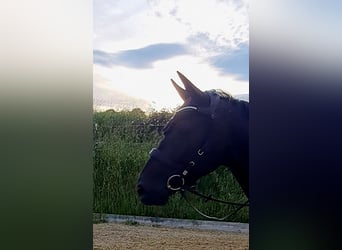 Hannoveraner, Wallach, 5 Jahre, 168 cm, Schwarzbrauner