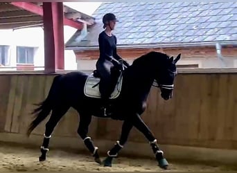Hannoveraner, Wallach, 5 Jahre, 168 cm, Schwarzbrauner
