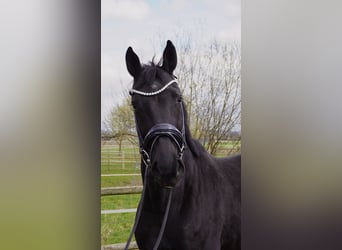 Hannoveraner, Wallach, 5 Jahre, 168 cm, Schwarzbrauner