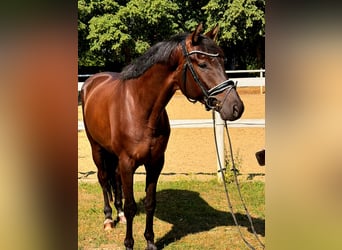 Hannoveraner, Wallach, 5 Jahre, 168 cm, Schwarzbrauner