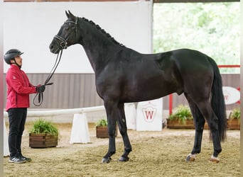 Hannoveraner, Wallach, 5 Jahre, 168 cm, Schwarzbrauner