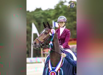 Hannoveraner, Wallach, 5 Jahre, 168 cm, Schwarzbrauner
