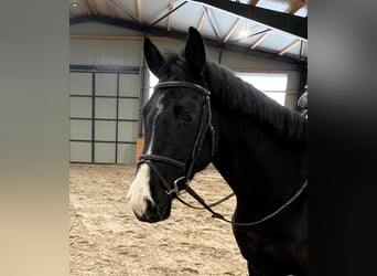 Hannoveraner, Wallach, 5 Jahre, 168 cm, Schwarzbrauner