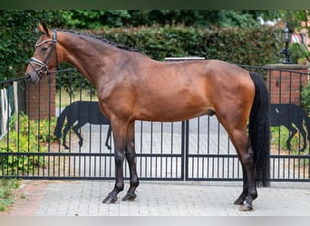 Hannoveraner, Wallach, 5 Jahre, 169 cm, Brauner