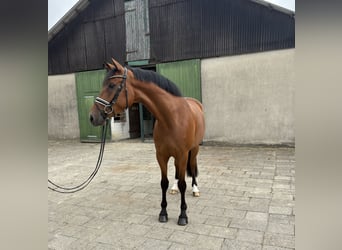 Hannoveraner, Wallach, 5 Jahre, 169 cm, Brauner