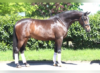 Hannoveraner, Wallach, 5 Jahre, 169 cm, Brauner