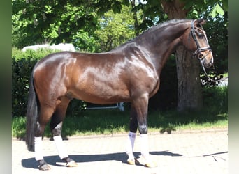 Hannoveraner, Wallach, 5 Jahre, 169 cm, Brauner