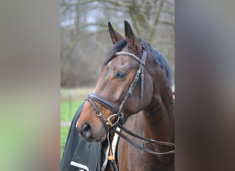 Hannoveraner, Wallach, 5 Jahre, 169 cm, Brauner