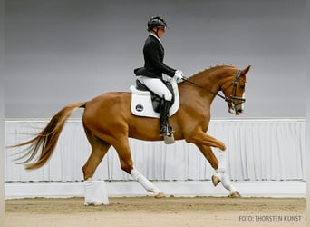 Hannoveraner, Wallach, 5 Jahre, 169 cm, Brauner