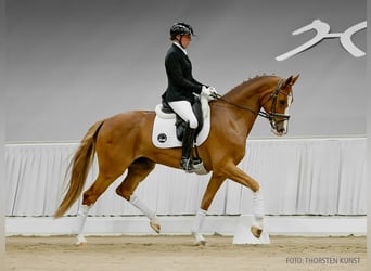 Hannoveraner, Wallach, 5 Jahre, 169 cm, Brauner