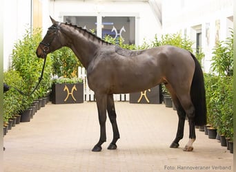 Hannoveraner, Wallach, 5 Jahre, 169 cm, Brauner