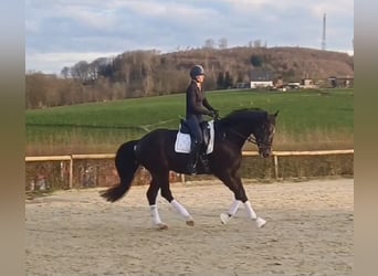 Hannoveraner, Wallach, 5 Jahre, 169 cm, Dunkelbrauner