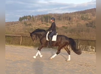 Hannoveraner, Wallach, 5 Jahre, 169 cm, Dunkelbrauner