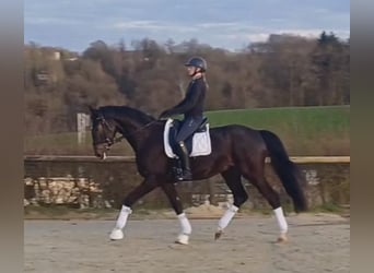 Hannoveraner, Wallach, 5 Jahre, 169 cm, Dunkelbrauner