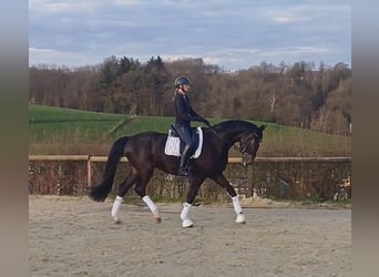 Hannoveraner, Wallach, 5 Jahre, 169 cm, Dunkelbrauner