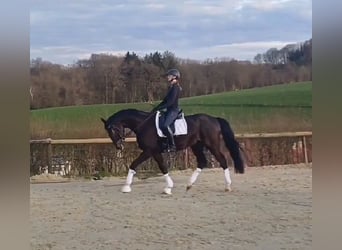 Hannoveraner, Wallach, 5 Jahre, 169 cm, Dunkelbrauner