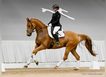 Hannoveraner, Wallach, 5 Jahre, 169 cm, Dunkelbrauner