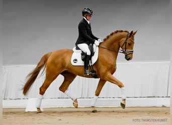 Hannoveraner, Wallach, 5 Jahre, 169 cm, Dunkelbrauner