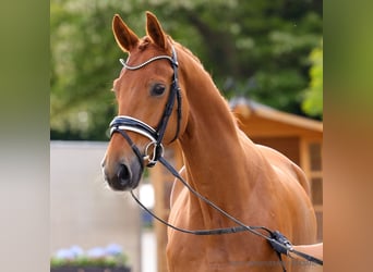 Hannoveraner, Wallach, 5 Jahre, 169 cm, Dunkelbrauner