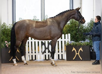 Hannoveraner, Wallach, 5 Jahre, 169 cm, Dunkelbrauner