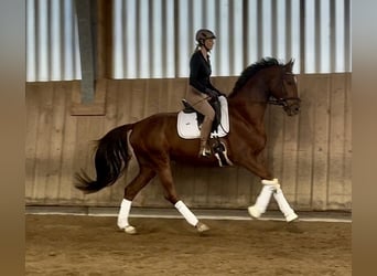 Hannoveraner, Wallach, 5 Jahre, 169 cm, Dunkelfuchs