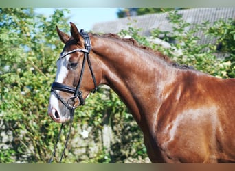 Hannoveraner, Wallach, 5 Jahre, 169 cm, Dunkelfuchs