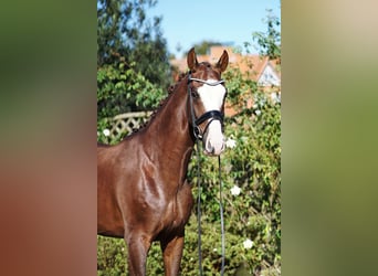 Hannoveraner, Wallach, 5 Jahre, 169 cm, Dunkelfuchs