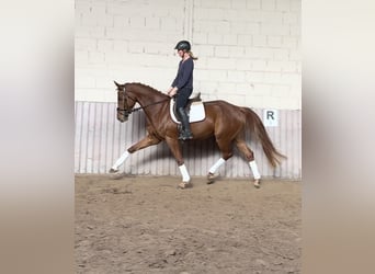 Hannoveraner, Wallach, 5 Jahre, 169 cm, Fuchs