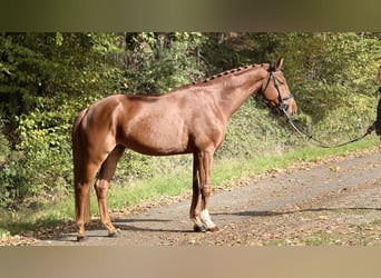 Hannoveraner, Wallach, 5 Jahre, 169 cm, Fuchs