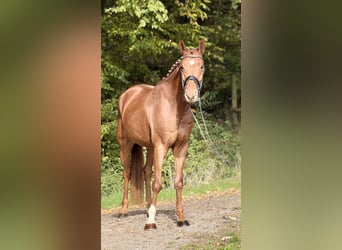 Hannoveraner, Wallach, 5 Jahre, 169 cm, Fuchs