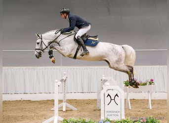 Hannoveraner, Wallach, 5 Jahre, 169 cm, Fuchs