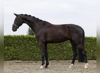 Hannoveraner, Wallach, 5 Jahre, 169 cm, Rappe