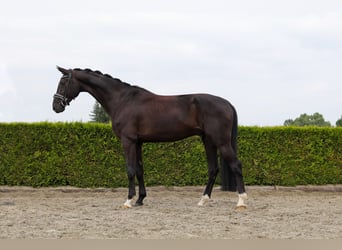 Hannoveraner, Wallach, 5 Jahre, 169 cm, Rappe