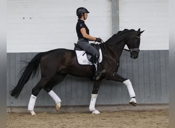 Hannoveraner, Wallach, 5 Jahre, 169 cm, Rappe
