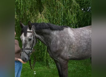 Hannoveraner, Wallach, 5 Jahre, 169 cm, Schimmel